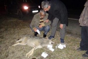 Yolda &ccedil;iftleşen kurtlara TIR &ccedil;arptı