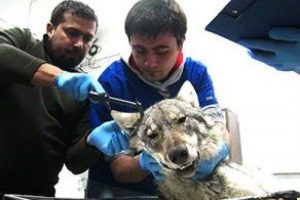 TIR'ın &ccedil;arptığı kurda &ouml;tanazi