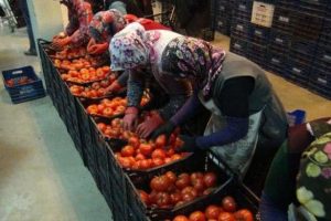 Suriye ve Irak'a ihra&ccedil; ediliyor
