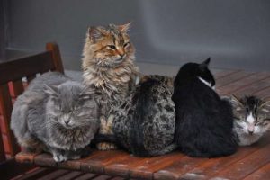 Soğuk havada sıcak bir karede