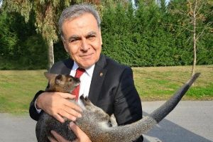 Ka&ccedil;ak kangurunun yeni yuvası Doğal Yaşam Parkı