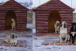 Sokak k&ouml;pekleri battaniye ile ısıtılıyor