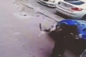 Kedi k&ouml;peğe b&ouml;yle saldırdı
