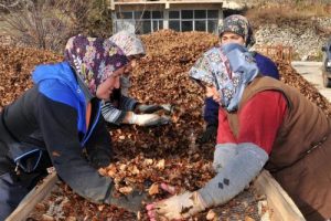 Sedir ormanları yeniden doğuyor