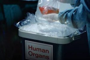 10 ilde organ ticareti operasyonu