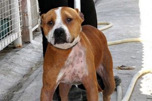 Nevşehir'de pitbull besleyen 7 kişiye ceza