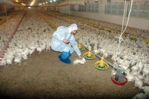 Bu k&uuml;mes i&ccedil;in g&uuml;nde 1 ton k&ouml;m&uuml;r yakılıyor
