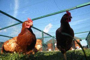 &Uuml;niversitenin bah&ccedil;esinde doğal tavuk yetiştiriyor