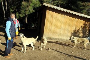Sakat k&ouml;peklere soğuk havada sıcak yuva