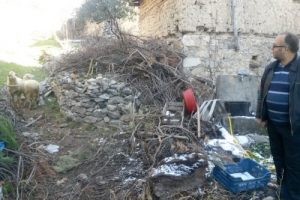İl&ccedil;e merkezine kurt indi