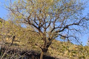 Marmaris baharı yaşıyor
