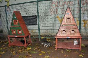 Dubleks kedi villası