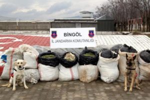 239 kilo esrar ele ge&ccedil;irildi