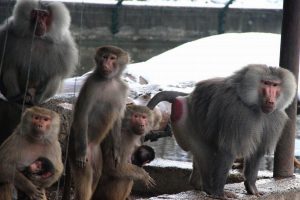 Yavru maymunun kar şaşkınlığı