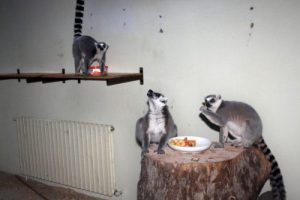 Karı Bursa'da g&ouml;ren lemurlar, kaloriferli odada kuru &uuml;z&uuml;mle besleniyor