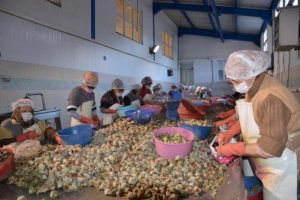 4 milyon dolarlık salyangoz