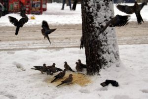Kumruların a&ccedil;lıkla imtihanı