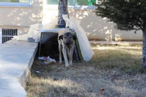 K&ouml;pek katliamına kınama