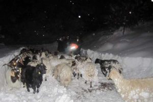 Dağda mahsur kalan &ccedil;oban ve s&uuml;r&uuml;s&uuml; kurtarıldı