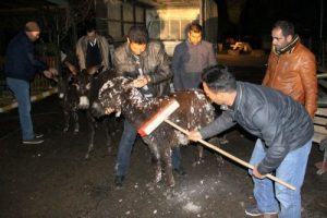 Eşeklerin buzu &ccedil;&ouml;z&uuml;ld&uuml;