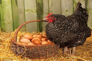 Tavuklar &ccedil;alıştı, yumurta &uuml;retimi rekor kırdı
