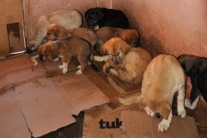 Yavru k&ouml;pekleri ısıtmak i&ccedil;in...