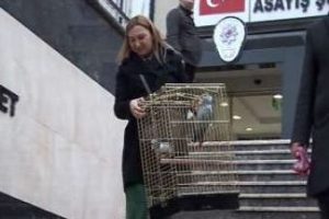L&uuml;ks ara&ccedil;la papağan hırsızlığı
