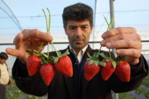T&uuml;rkiye kar altında, Mersin &ccedil;ilek hasadında