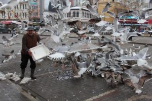 Tezgahta kalan balıklar martılara yem oldu