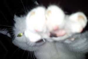 'Psikopat kedi Sam' manşetlerde!