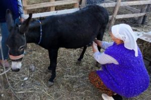 Eşek s&uuml;t&uuml;n&uuml;n kansere faydası var mı?