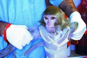 İran, uzaya ikinci kez maymun g&ouml;nderdi