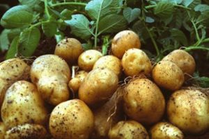 AB'de genleri değiştirilmiş patates yasaklandı