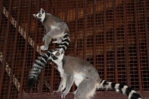 Nesli t&uuml;kenmek &uuml;zere olan lemurların yavru sevinci