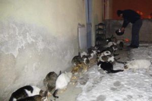 Evinin &ouml;n&uuml;nde 40 kediyi besliyor