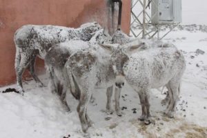 Buz tutan eşeklere sahip &ccedil;ıktı
