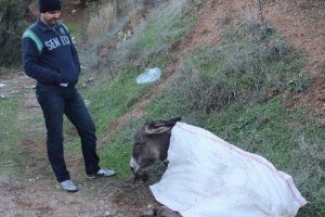 Eşeği &ouml;l&uuml;me terk ettiler