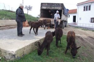 Buz tutan eşşekler rahata kavuştu