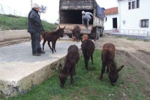 Onların artık bir ismi var