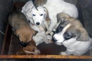 3 k&ouml;pek soğuktan donarak telef oldu