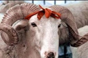 Kar ve don nedeniyle on binlerce koyun d&uuml;ş&uuml;k yaptı