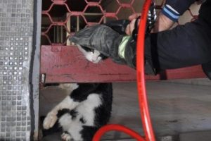 Kedi kurtarma operasyonu