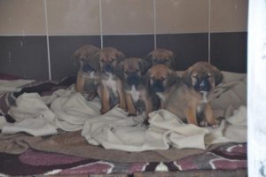&Uuml;ş&uuml;yen hayvanlara barınak