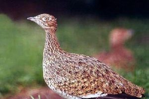 Mezgeldeği vuran baba-oğula dava