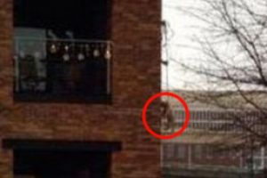 Tuvaleti gelen k&ouml;peğe g&ouml;r&uuml;lmemiş vahşet!