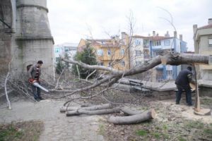 Bu ağa&ccedil;lar neden kesiliyor!