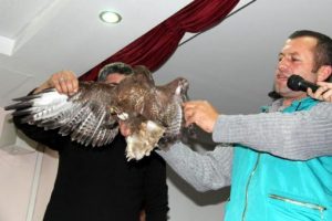 Yaralı hayvanlar &uuml;zerinden eziyetin tanımı