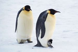 Penguenler gibi y&uuml;r&uuml;y&uuml;n