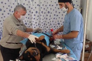 K&ouml;peğe sezaryen yapıldı