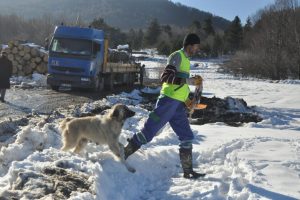 Karda a&ccedil; kalan hayvanlara yardım eli